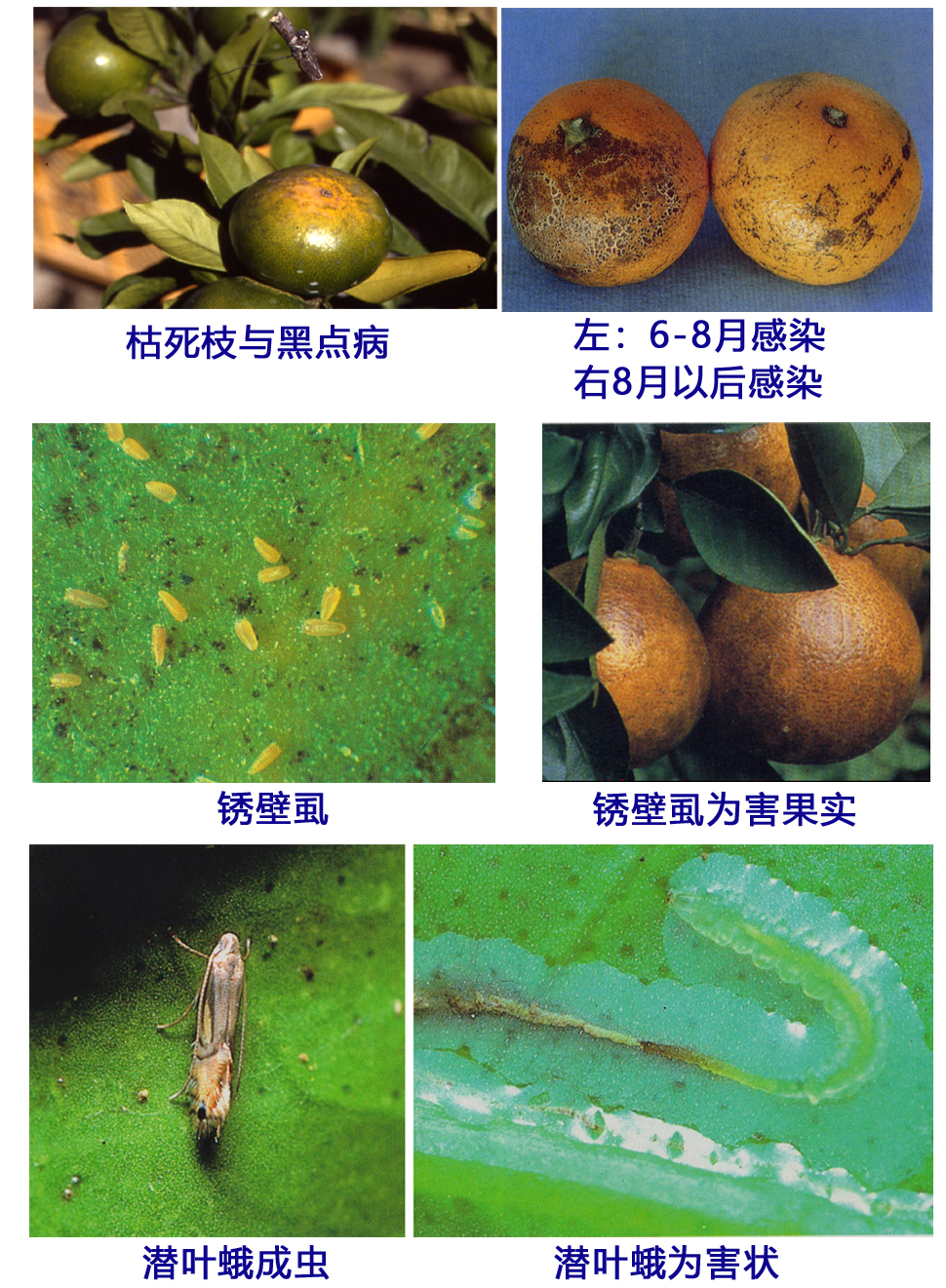 8月柑橘园管理1