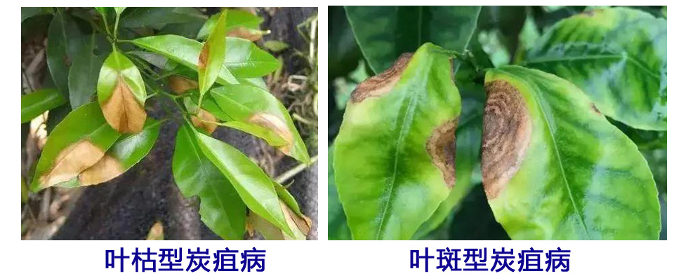 8月柑橘园管理2