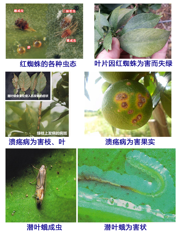 9月柑橘园管理1