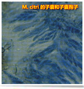 Greasyspot_side
