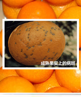 Canker_01