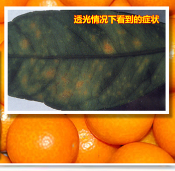 Pesudogreasysp-02