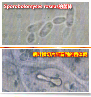 Pesudogreasyspot_side