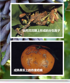 botrytisfrruitinjury_02