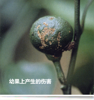 botrytisfrruitinjury_side