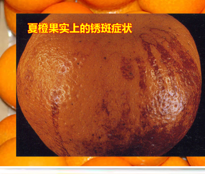 Anthracnose_01