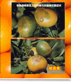 Anthracnose_02