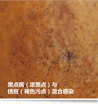 Anthracnose_side