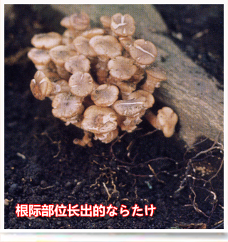 Armillariarootrot_side