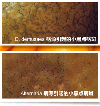 Melauoselikeblemish_side