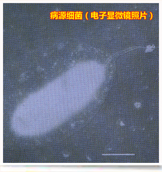 BacterialBrownspot_side