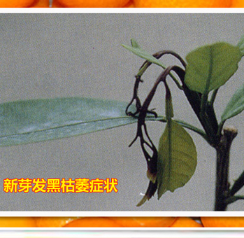 Phytophthorarot_02