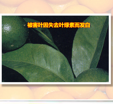 Citrusredmite_01