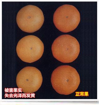 Citrusredmite_side