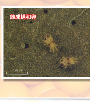 EotetranychusKankitusEhara-01