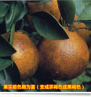 Pinkcitrusrustmite_side