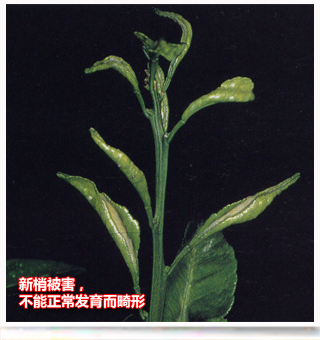 Polyphagotarsonemuslatus_side