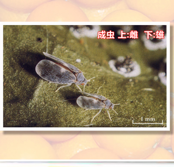 Citruspinyswhitefly-01