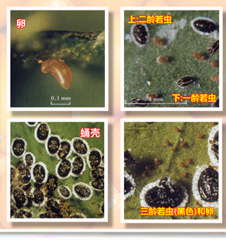 Citruspinyswhitefly-02
