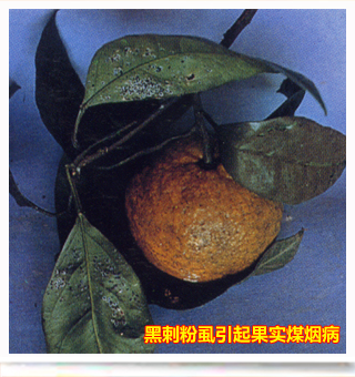 Citruspinyswhitefly_side