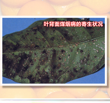 Citruswhitefly_01