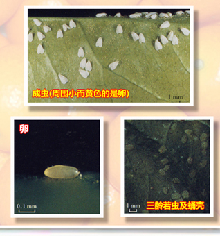 Citruswhitefly_02