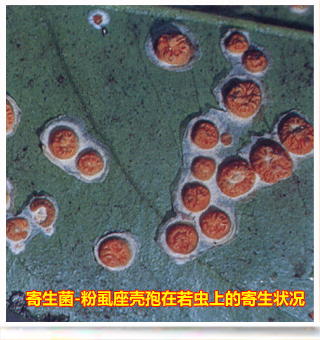 Citruswhitefly_side