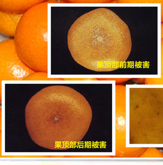 Yellowteathrips_01