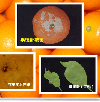 Yellowteathrips_02