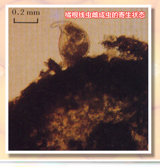 TylenchulusSemipenetrans-01