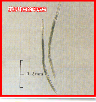 TylenchulusSemipenetrans_side