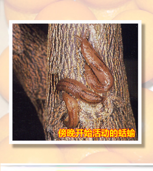 Limax_01