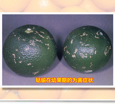 Limax_02
