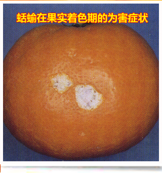 Limax_side
