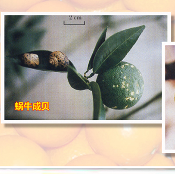 snail_01