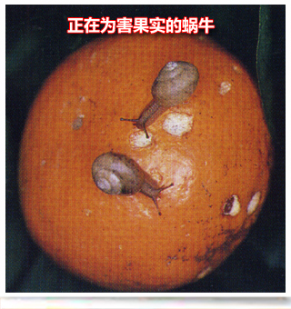 snail_side