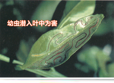 01幼虫潜入叶中为害