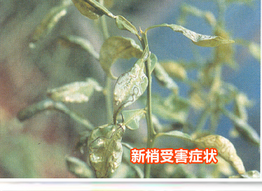 03新梢受害症状