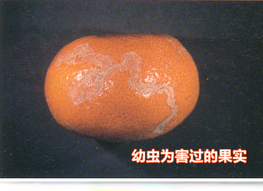 04幼虫为害过的果实